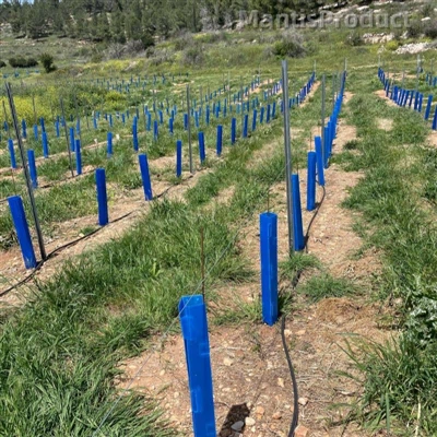 גמל גלי גלי גלי גלי: פיתרון ידידותי לסביבה להגנת השתיל